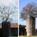 Silo trees, silos, trees, abandoned silos, farms, tree growing in silo