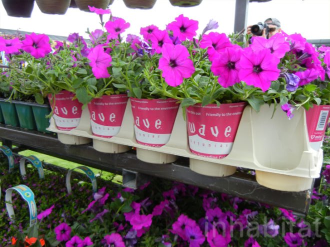 soil wrap, biodegradable soil wrap, soilwrap, costa farms, plant container you can plant, Ball Innovations, mirel, bioplastics by telles, gardening innovations, costa, green design, green packaging, eco design, sustainable design