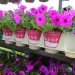 soil wrap, biodegradable soil wrap, soilwrap, costa farms, plant container you can plant, Ball Innovations, mirel, bioplastics by telles, gardening innovations, costa, green design, green packaging, eco design, sustainable design