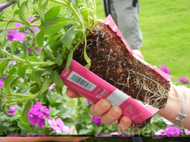 soil wrap, biodegradable soil wrap, soilwrap, costa farms, plant container you can plant, Ball Innovations, mirel, bioplastics by telles, gardening innovations, costa, green design, green packaging, eco design, sustainable design