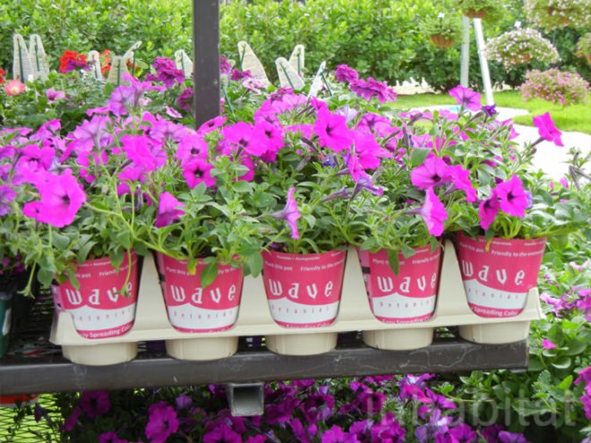 soil wrap, biodegradable soil wrap, soilwrap, costa farms, plant container you can plant, Ball Innovations, mirel, bioplastics by telles, gardening innovations, costa, green design, green packaging, eco design, sustainable design