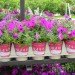 soil wrap, biodegradable soil wrap, soilwrap, costa farms, plant container you can plant, Ball Innovations, mirel, bioplastics by telles, gardening innovations, costa, green design, green packaging, eco design, sustainable design