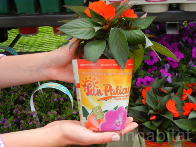 soil wrap, biodegradable soil wrap, soilwrap, costa farms, plant container you can plant, Ball Innovations, mirel, bioplastics by telles, gardening innovations, costa, green design, green packaging, eco design, sustainable design