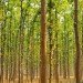 Jadav Payeng, Jadav Payeng forest, Jadav Payeng nature reserve, Jadav Payeng assam, Jadav Payeng ecosystem, Jadav Payeng local hero, Jadav Payeng times of india, india desertification, india deforestation, india payeng