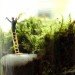 Twig Terrariums, green design, sustainable design, eco design, terrarium guide, photography, Terrarium, tiny world terrariums