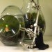 Twig Terrariums, green design, sustainable design, eco design, terrarium guide, photography, Terrarium, tiny world terrariums