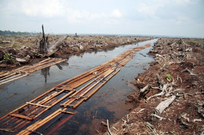 palm oil, deforestation indonesia, peat lands, peat drainage, farming environment