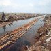 palm oil, deforestation indonesia, peat lands, peat drainage, farming environment