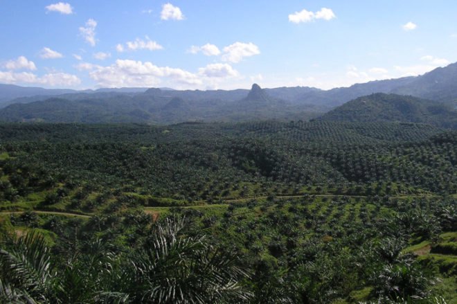 palm oil, oil palm plantation, oil palm environment, indonesia palm oil, peat lands