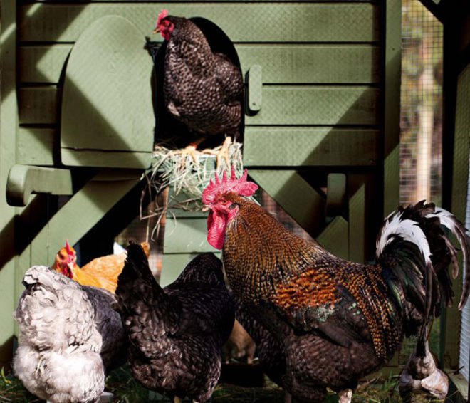 Williams-Sonoma, chicken coop, mobile chicken house, agrarian designs, sustainable design, garden eco design, green design