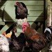 Williams-Sonoma, chicken coop, mobile chicken house, agrarian designs, sustainable design, garden eco design, green design