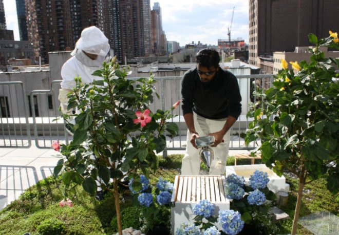 bees in times square, manhattan beehives, Times Square Intercontinental, rooftop gardens, green design, beehives Times Square, honey bees, leed certification