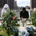 bees in times square, manhattan beehives, Times Square Intercontinental, rooftop gardens, green design, beehives Times Square, honey bees, leed certification
