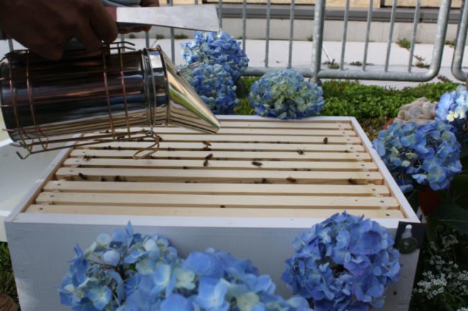 bees in times square, manhattan beehives, Times Square Intercontinental, rooftop gardens, green design, beehives Times Square, honey bees, leed certification