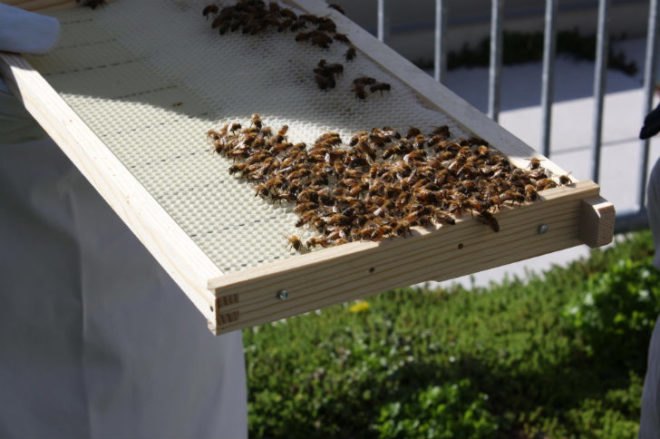 bees in times square, manhattan beehives, Times Square Intercontinental, rooftop gardens, green design, beehives Times Square, honey bees, leed certification