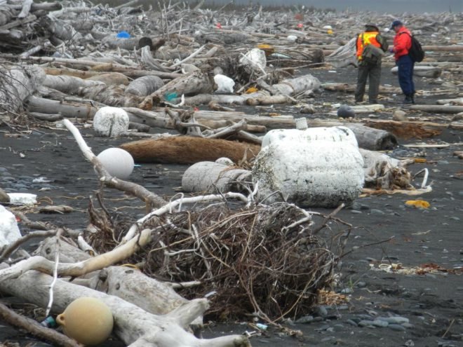 alaska, tsunami, tsunami in japan, japan tsunami, Montague Island, NOAA, gulf of alaska keeper, center for alaskan coastal studies, CACS, GoAK