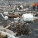 alaska, tsunami, tsunami in japan, japan tsunami, Montague Island, NOAA, gulf of alaska keeper, center for alaskan coastal studies, CACS, GoAK