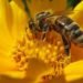 university of cambridge bees, snapdragon conial cells, bees velcro, velcro, velcro cells, pollenators, bees disappearance, university of bristol, bees wind