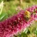 university of cambridge bees, snapdragon conial cells, bees velcro, velcro, velcro cells, pollenators, bees disappearance, university of bristol, bees wind