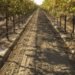 southern california, us drought, drought farming, Research, agriculture, Bridget Scanlon, Bureau of Economic Geology, Central Valley, food production, groundwater depletion, High Plains, irrigation, Jackson School of Geosciences