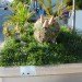 parklet, san francisco, rebar, parking day, public space, urban innovation, reclaimed space, urbanism, public art, architecture