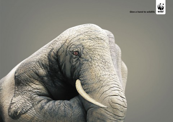 Guido Daniele, animals, hand-painted, wwf, Mehndi, body-painting, colors, Animals, Art