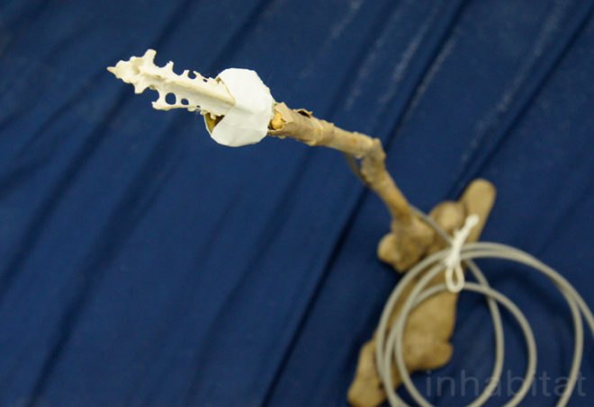 Antarctic recordings,natural instruments, music performance, antarctic,"music experience", instruments found in nature, Arctic recordings, NSF artists,