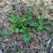 Leibniz University, Leibniz University weed laser, Leibniz University weeds herbicide, Laser Zentrum Hannover (LZH), herbicide laser, eco friendly laser, weed killing laser, eco friendly herbicide