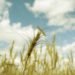 Rothamsted Research, Take The Flour Back, Rothamsted Research wheat, GM wheat, dwarf wheat, norman borlaug, Rothamsted Research protests, Rothamsted Research Take the Flour Back, Rothamsted Research gm wheat risk, gm wheat aphids