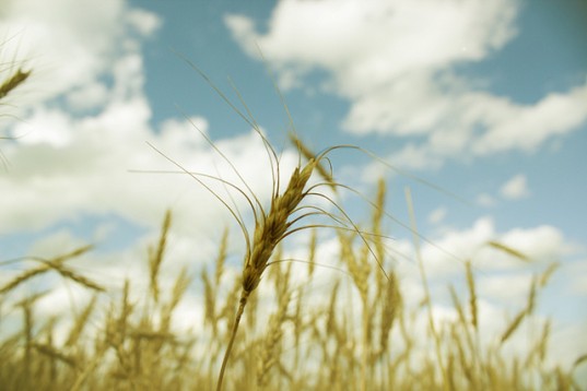 Rothamsted Research, Take The Flour Back, Rothamsted Research wheat, GM wheat, dwarf wheat, norman borlaug, Rothamsted Research protests, Rothamsted Research Take the Flour Back, Rothamsted Research gm wheat risk, gm wheat aphids