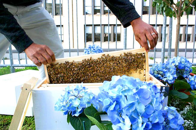 bees in times square, manhattan beehives, InterContinental, Times Square InterContinental, rooftop gardens, green design, beehives Times Square, honey bees, leed certification, honey cocktail