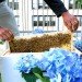 bees in times square, manhattan beehives, InterContinental, Times Square InterContinental, rooftop gardens, green design, beehives Times Square, honey bees, leed certification, honey cocktail