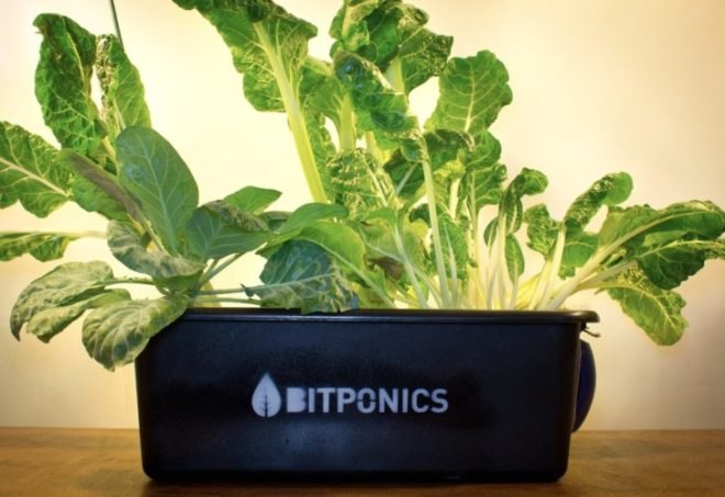 Bitponics, brooklyn, hydroponics, hydroponic gardening, gardening, urban farmers, indoor gardening, the cloud, high-tech farming