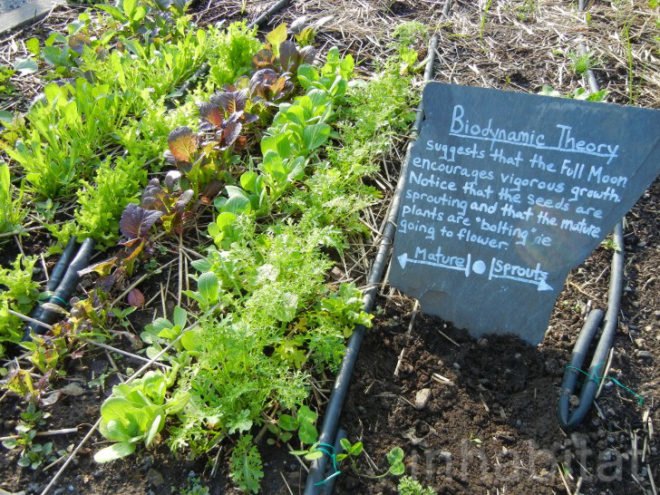stone barns, blue hill, blue hill nyc, blue hill tarrytown, green restaurants, organic restaurants nyc, organic food nyc, dan barber, Stone Barns Center for Food and Agriculture, blue hill restaurant, eco restaurants, sustainable restaurants, blue hill review