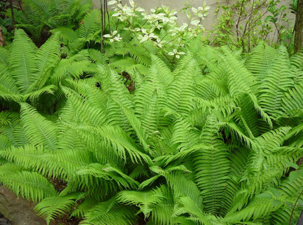 creative little garden, east village garden, community garden nyc, nyc garden, new york gardens, green space nyc, green space in new york, new york community gardens, best garden in new york, green design, landscape design, eco design, sustainable design,