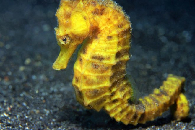 Endangered Species, Pygmy Seahorse, Seagrass, Wetlands Loss, Common Seahorse