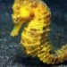 Endangered Species, Pygmy Seahorse, Seagrass, Wetlands Loss, Common Seahorse
