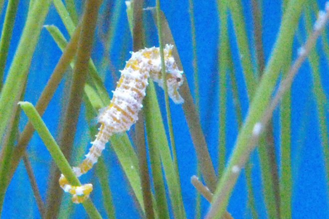 Dwarf Seahorse, Endangered Species, Pygmy Seahorse, Seagrass, Wetlands Loss