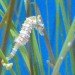 Dwarf Seahorse, Endangered Species, Pygmy Seahorse, Seagrass, Wetlands Loss