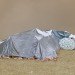 Frank Bayh & Steff Rosenberger-Ochs, tent city, recycled materials, found objects, makeshift homes, temporary structures, protests, stuttgart 21, germany, railway, urban design, green design, sustainable design, eco-design, shipping pallets, tents, temporary housing