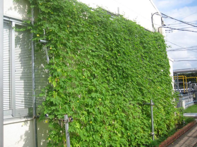 green curtain, natural insulation, kyocera technology, energy saving plants