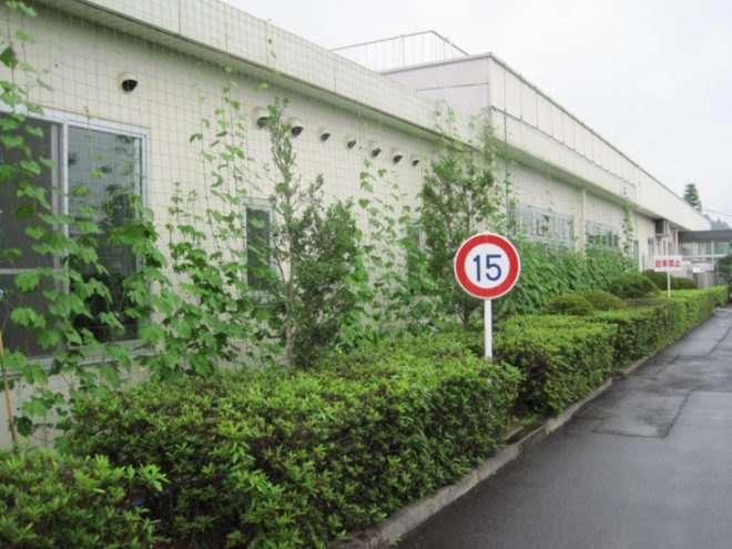 green curtain, natural insulation, kyocera technology, energy saving plants, snow peas