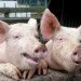 pig poo, pig waste, poo power, China, pork, CRC CARE, HLM Asia, PooCareTM, biofuels, bioreactor, biogenerator, meat consumption