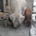 pig poo, pig waste, poo power, China, pork, CRC CARE, HLM Asia, PooCareTM, biofuels, bioreactor, biogenerator, meat consumption