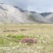 global co2 emissions, arctic tundra, arctic forest growth, arctic, arctic emissions, nature climate change, climate change,