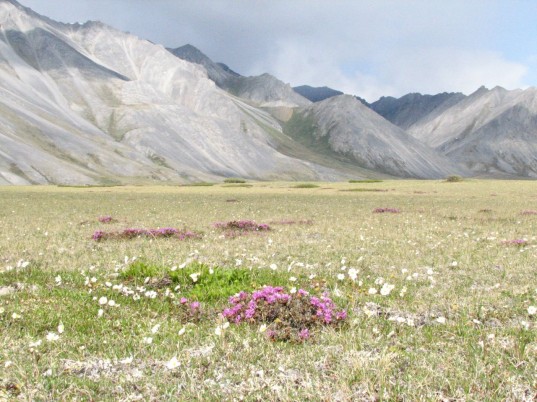 global co2 emissions, arctic tundra, arctic forest growth, arctic, arctic emissions, nature climate change, climate change,