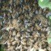 green design, eco design, sustainable design, bee population, South Street Seaport, bee swarms, Beekeeping