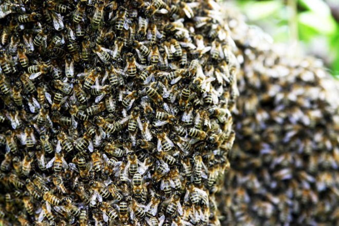 green design, eco design, sustainable design, bee population, South Street Seaport, bee swarms, Beekeeping