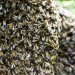 green design, eco design, sustainable design, bee population, South Street Seaport, bee swarms, Beekeeping
