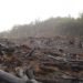 rio+20, deforestation, nature, coffee, habitat destruction, international trade, carbon emissions, endangered species, ecosystems, destruction, extinction